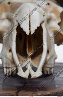 Photo Textures of Mouflon Skull 